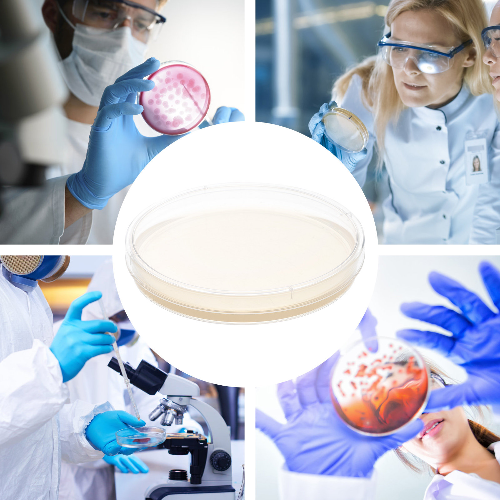 10pcs Nutrient Agar Plates Pre - Agar Tissue Culture 评论和价格