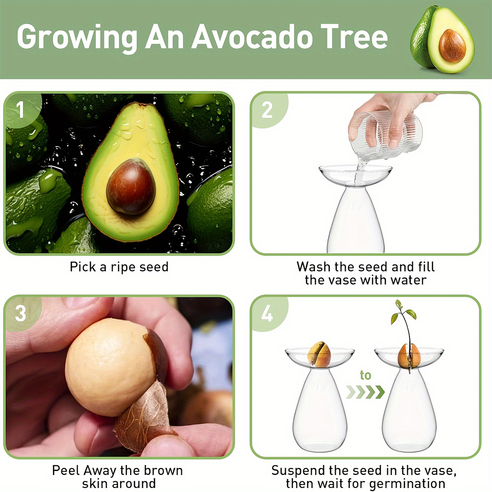 Avocado Seed Starter Hydroponi - Propagation Station Vase 评论和价格