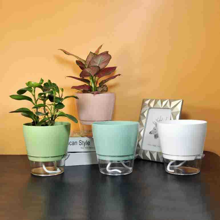 Lazy Flower with Drainage Hole - Self Watering Insert 评论和价格