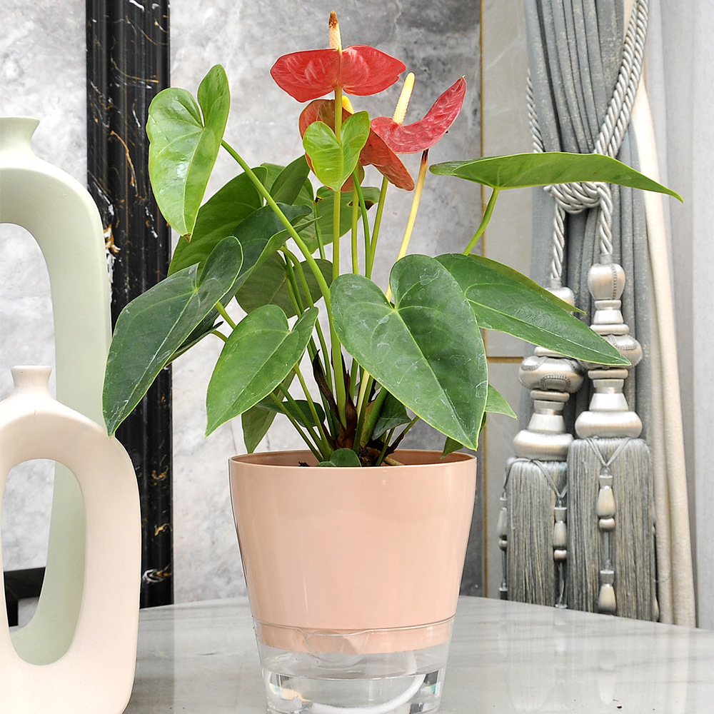 Lazy Flower with Drainage Hole - Self Watering Insert 评论和价格